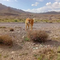 سگ گله ای هم نگهبان خانه گیرنده عالی