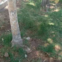 اجاره اپارتمان شهرک خواجو مجتمع ازادی