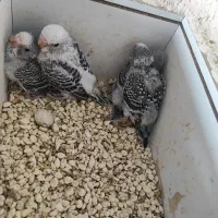 چند جفت مرغ عشق مولد و تخم گذار|پرنده|قره ضیاالدین, |دیوار