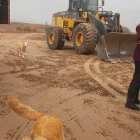 لودر اجاره ای