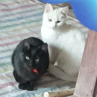 فروش گربه|گربه|مراغه, |دیوار