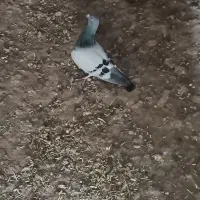 8تا زدخوردی|پرنده|رشتخوار, |دیوار