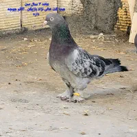 کبوتر ترکیه|پرنده|شیراز, لاله|دیوار