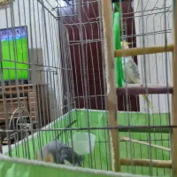 عروس هلندی جفت 8ماهه|پرنده|هشتگرد, گلسار|دیوار