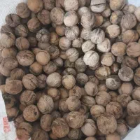 گردو تازه و خوش طعم خوانسار