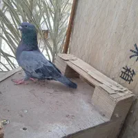 سبز چشم سیاه عروسک