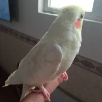 یک عروس هلندی نر بالغ جوان دستی و سخنگو|پرنده|شاهرود, |دیوار