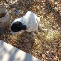 سگ نگهبان|سگ|مشهد, دوست آباد|دیوار