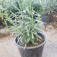 گیاه اسطوخدوس (لاوان)|گل و گیاه طبیعی|تهران, عباس‌آباد|دیوار