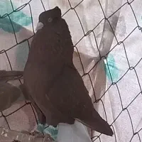 کفتر سرخ دمسفید کاکلی نر