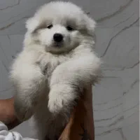 واگذاری توله سگ سامویید خاص با اصالت بدون توضیح