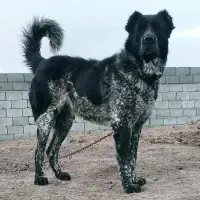 توله قدرجونی