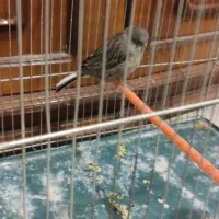 قناری کلاستر|پرنده|شهرکرد, |دیوار