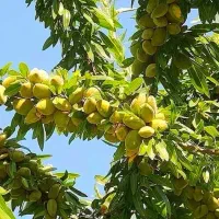 فروش انواع نهال بادام دیرگل اصلاح شده|گل و گیاه طبیعی|نیشابور, فردوس شمالی|دیوار