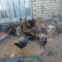 مرغ و خروس و جوجه