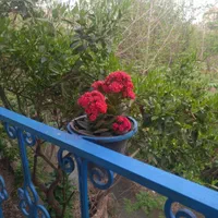 اجاره سویت سنتی سمام ، رحیم آباد|اجارهٔ کوتاه‌مدت آپارتمان و سوئیت|رحیم‌آباد, |دیوار