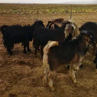 بز کهره دار ترکی