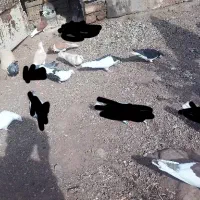 کفتر.|پرنده|میان جلگه, |دیوار