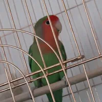 طوطی برزیلی مولد