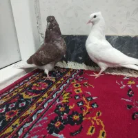 کفتر پرشی|پرنده|گوآور, |دیوار