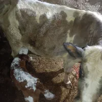 گاو‌وگوساله