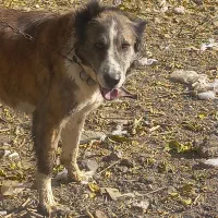 سگ ماده|سگ|قم, بوستان علوی|دیوار