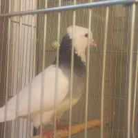 کفتر طوقی گمشده