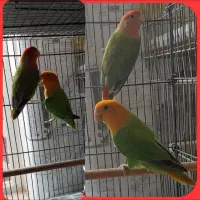 جفت کوتوله اوپال کارداده