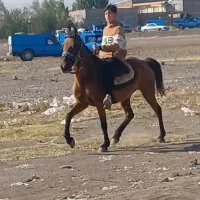 مادیان یورغه مادر زاد