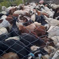 فروش انواع کر چاق وسرحدی