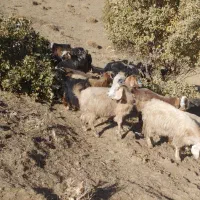 بز چاق|حیوانات مزرعه|کاکاوند, |دیوار