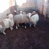 بره|حیوانات مزرعه|سده (خراسان جنوبی), |دیوار