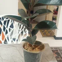 گل سانسوریا وفیکوس بلک|گل و گیاه طبیعی|قدس, شهرقدس|دیوار