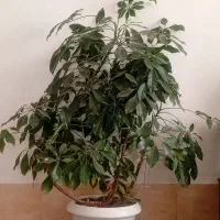 گل پنجه مریم