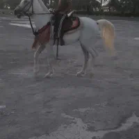 اسب