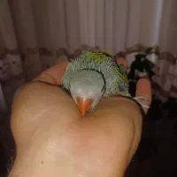 جوجه شاه طوطی