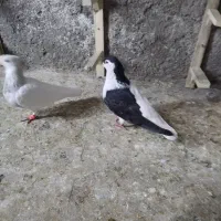 چپ سیاه وسفید|پرنده|نیشابور, دربقاضی|دیوار