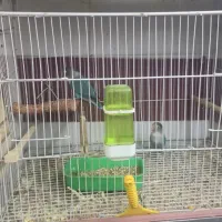 فروس 3جفت طوطی برزیلی خوشرنگ