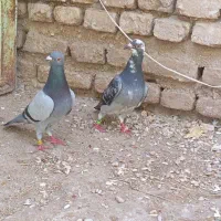 طوق الماسی وجوجه پلاکی|پرنده|طبس, |دیوار