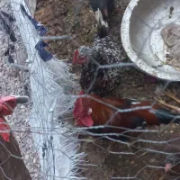 خروس عربی و نیمچه مرغ عربی|حیوانات مزرعه|اهواز, گلستان|دیوار