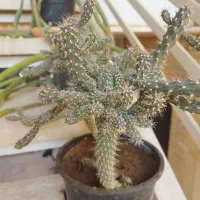 گل و گیاه طبیعی|گل و گیاه طبیعی|جم, |دیوار