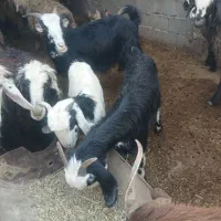 بز آبستنوگوشتی