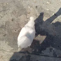 نیمچه ابریشمی|حیوانات مزرعه|شاهین‌شهر, خانه کارگر|دیوار