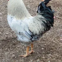 خروس محلی درشت