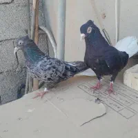 پرنده دم سفید دمپاک