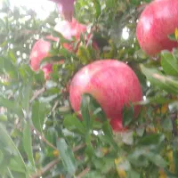 محصولات کشاورزی
