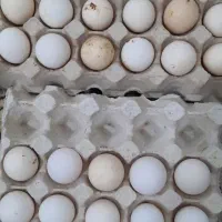 تخم مرغ محلی