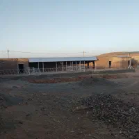 گاوداری مود