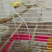 عروس هلندی|پرنده|شوشتر, |دیوار