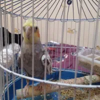 عروس هلندی زیبا